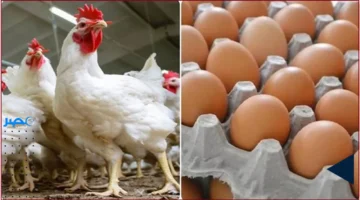 أسعار الدواجن.. معلومات جديدة عن كرتونة البيض وتحديثات الأسعار الأحد